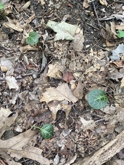 Pyrola americana