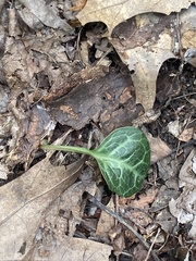 Pyrola americana