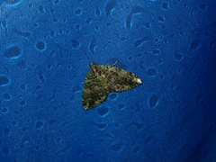 Austrocidaria similata