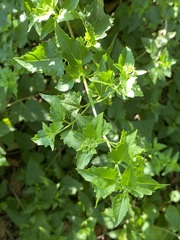 Ageratina havanensis