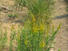 Solidago lepida