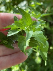 Ageratina havanensis