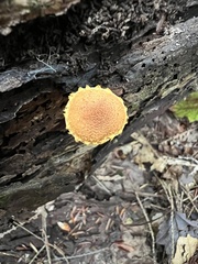 Pholiota granulosa