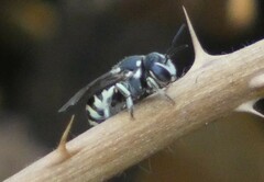 Dianthidium