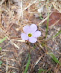 Oxalis violacea