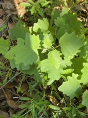 Physalis cinerascens