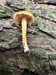 Pholiota granulosa