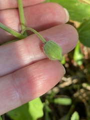Physalis cinerascens