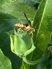 Polistes dorsalis