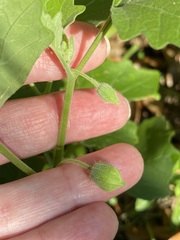 Physalis cinerascens