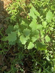Physalis cinerascens