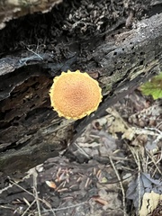 Pholiota granulosa