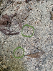 Brachyponera chinensis