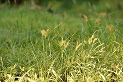 Cyperus odoratus