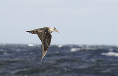 Macronectes giganteus