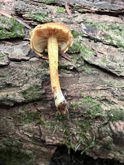 Pholiota granulosa