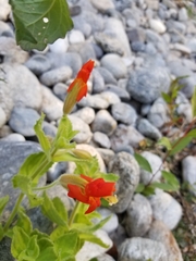 Erythranthe cardinalis