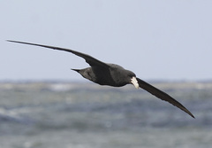 Macronectes giganteus