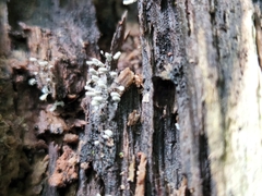 Arcyria cinerea