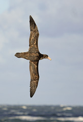 Macronectes giganteus