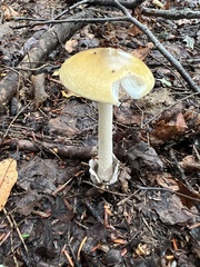 Amanita sinicoflava