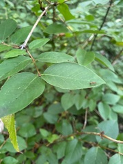 Camponotus snellingi
