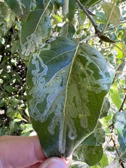 Phyllocnistis populiella