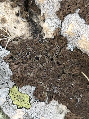 Anaptychia runcinata