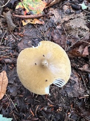 Amanita sinicoflava