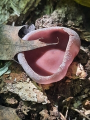 Pezizaceae