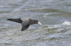 Macronectes giganteus