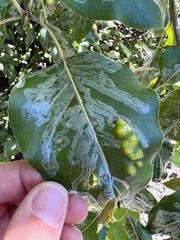 Phyllocnistis populiella