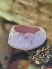 Pezizaceae