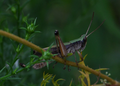 Dichromorpha viridis