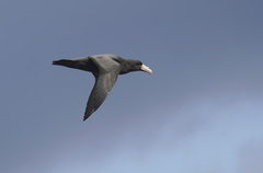 Macronectes giganteus