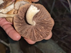 Agrocybe putaminum