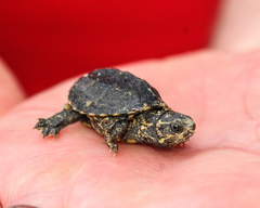 Sternotherus odoratus