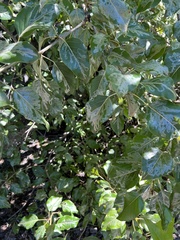 Phyllocnistis populiella