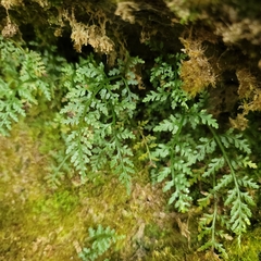 Asplenium montanum