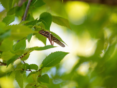Schistocerca americana