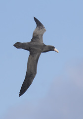 Macronectes giganteus