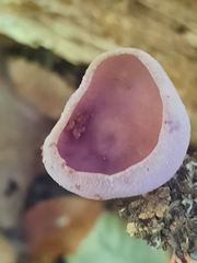 Pezizaceae