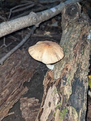 Agrocybe putaminum