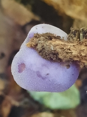Pezizaceae