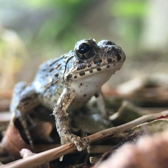 Fejervarya kawamurai