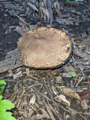 Agrocybe putaminum