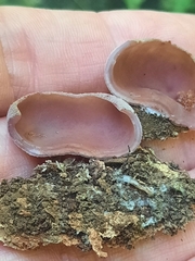 Pezizaceae