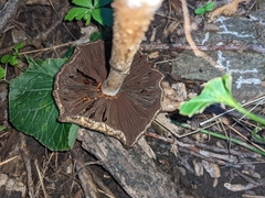 Agrocybe putaminum