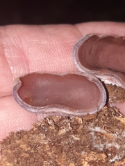 Pezizaceae