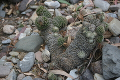 Mammillaria matudae